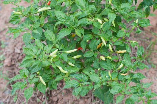 a chilli tree