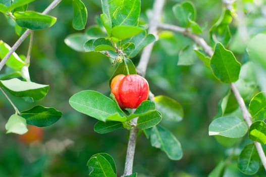 a cherry tree