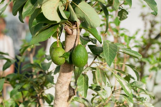 an avocado tree