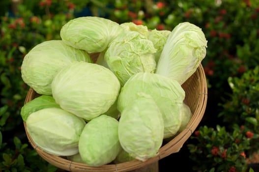 a basket of cabbage