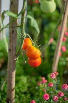 a tomato tree