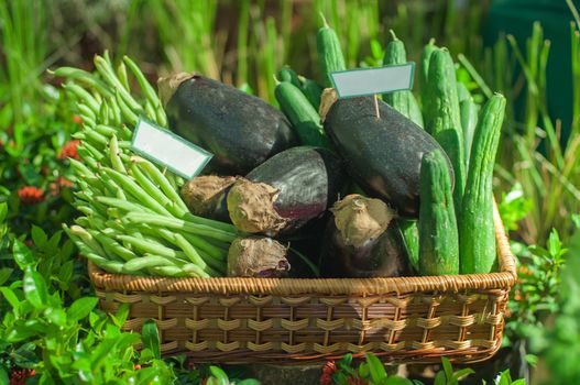 a basket of vegetables, string bean, eggplant and bitter gourd