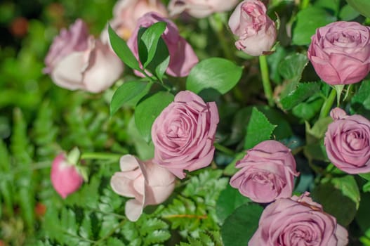 closed up rose