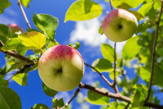 Apples on a branch against the sky, view from below. small depth of field