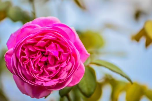 Beautiful roses.The task force is in a pretty healthy.