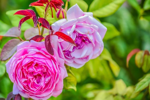 Beautiful roses.The task force is in a pretty healthy.