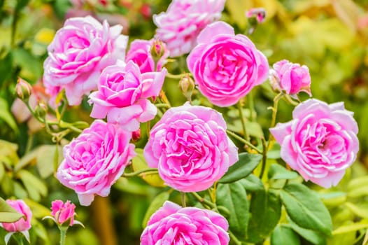 Beautiful roses.The task force is in a pretty healthy.