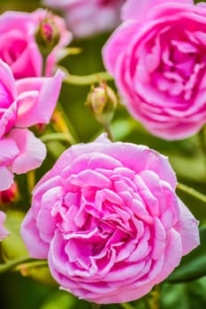 Beautiful roses.The task force is in a pretty healthy.