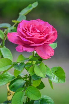 Beautiful roses.The task force is in a pretty healthy.