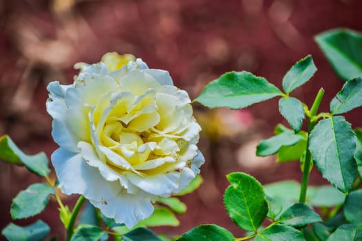 Beautiful roses.The task force is in a pretty healthy.