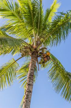 coconut trees.Trees and a bright blue sky.