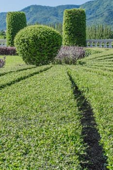 Landscaping trees on the resort.The result of ideas. Creativity makes a beautiful garden.