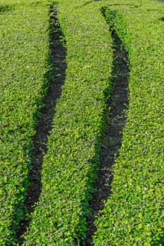 Landscaping trees on the resort.The result of ideas. Creativity makes a beautiful garden.