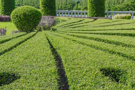 Landscaping trees on the resort.The result of ideas. Creativity makes a beautiful garden.