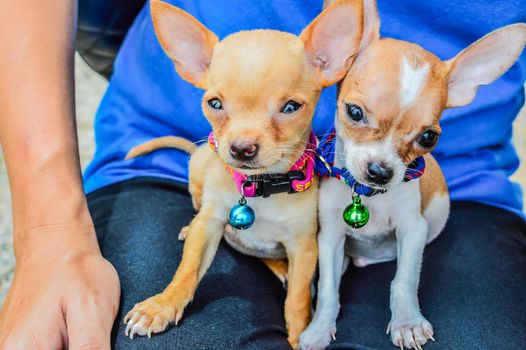 Chihuahuas puppy sitting on a lap.