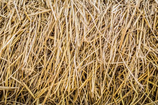 Dry hay closeup image as natural background.