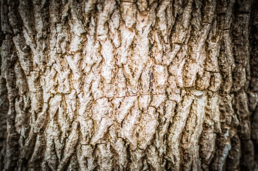 The surface of the tree. For text, image and web site wallpaper.