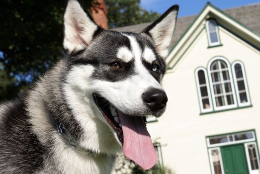 A beautiful purebred female siberian huskey enjoying her time outside in this public park.