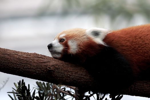 Portrait of a Red Panda sitting on a branch