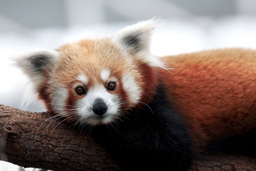 Portrait of a Red Panda sitting on a branch