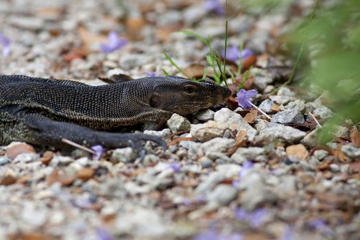 Portrait of a Lizard lying on the ground