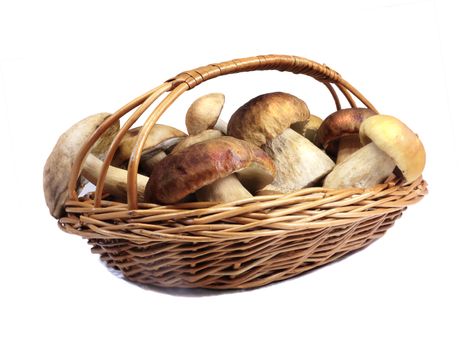 Strong white mushrooms in a wicker basket. Presented on a white background.