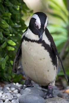 Close-up of an African Penguin full figur