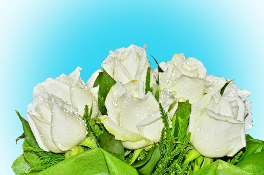 Bouquet of white roses on blue background