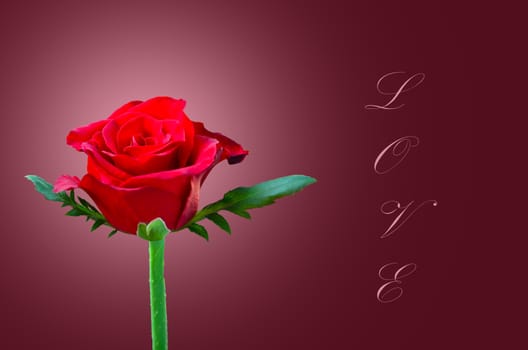 Beautiful red rose love