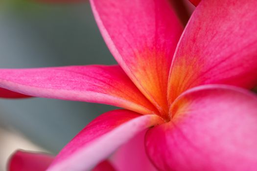 Frangipani is a beautiful red color is unique