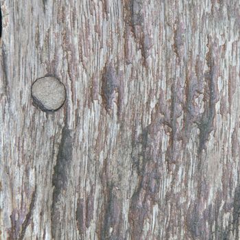 Texture of old wood which has a beautiful view