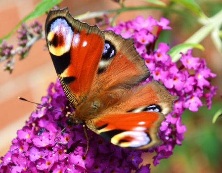 A close-up image of a Peacock Butterfly visiting a Buddleia flower.