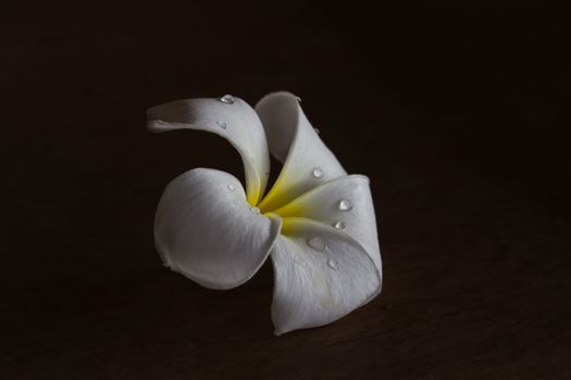 White Frangipani tropical flowers on wood beautiful.