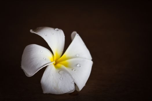 White Frangipani tropical flowers on wood beautiful.