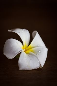 White Frangipani tropical flowers on wood beautiful.