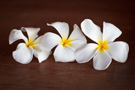 White Frangipani tropical flowers on wood beautiful.