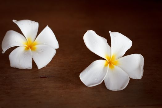 White Frangipani tropical flowers on wood beautiful.