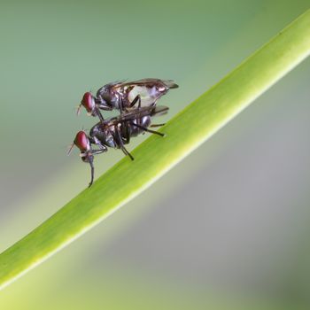 Close view of two flies mating on  green leaf