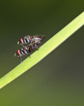 Close view of two flies mating on  green leaf