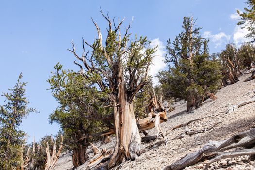 Ancient Bristlecone Pine Forest is high in the White Mountains in Inyo County in eastern California.