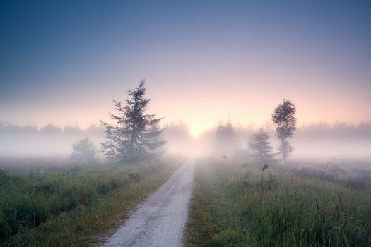 ground countryside road into fog at summer sunrise