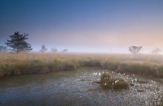 misty sunrise over swamp, Focheloerveen, Drenthe, Netherlands