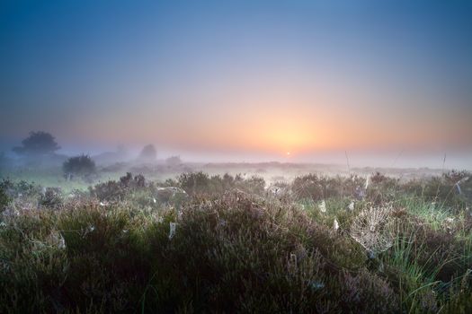 misty summer sunrise over heather meadows, Fochteloerveen, Drenthe, Netherlands