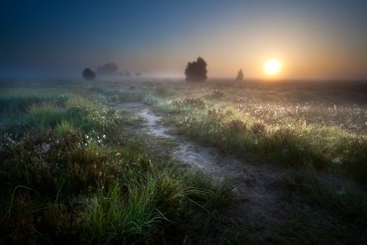 misty sunrise over countryside path through swamps, Fochteloerveen, Drenthe, Netherlands