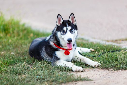 purebred Siberian Husky black and white color