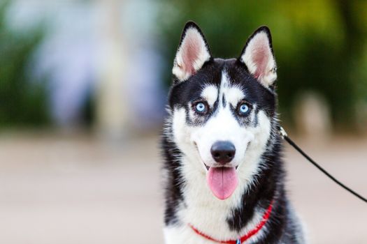 purebred Siberian Husky black and white color