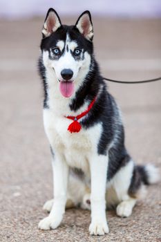 purebred Siberian Husky black and white color