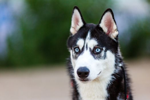 purebred Siberian Husky black and white color