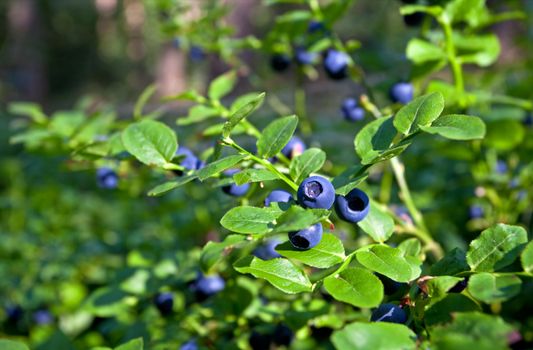 blueberry shrubs with berry in wild forest