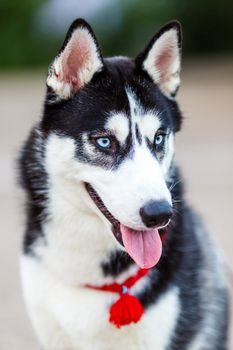 purebred Siberian Husky black and white color